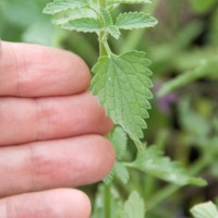 Catmint